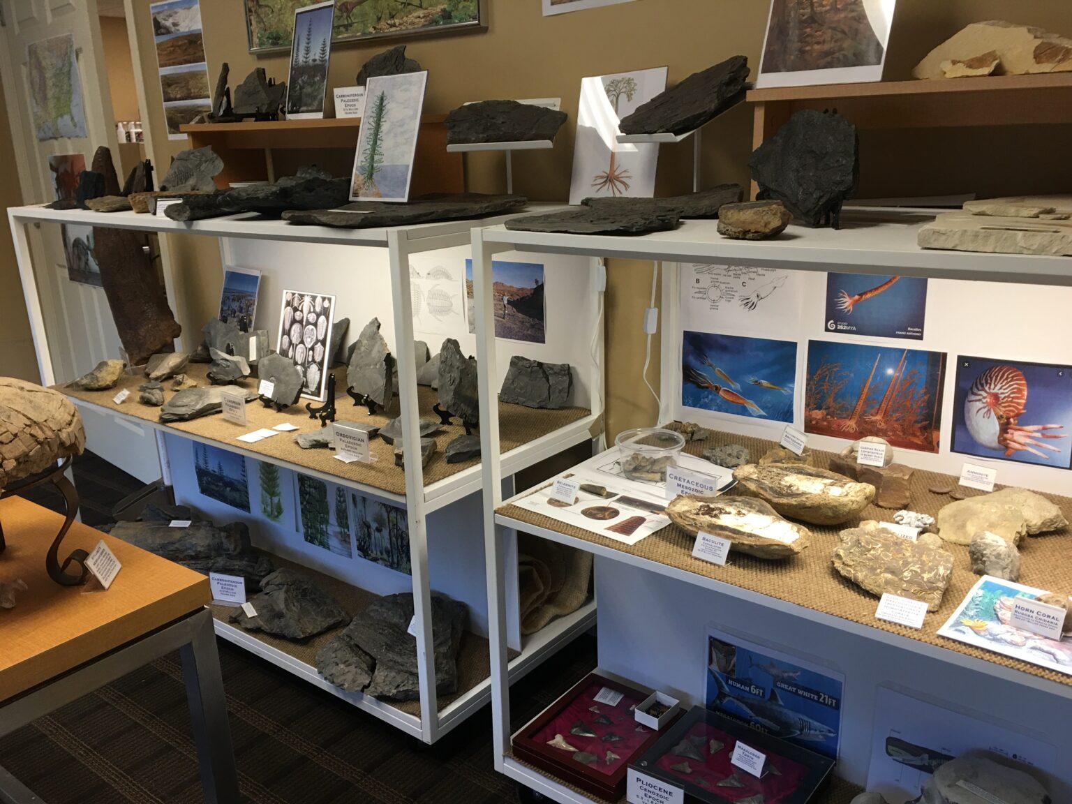 museum with fossils near me